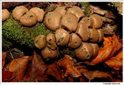 Stump Puffball